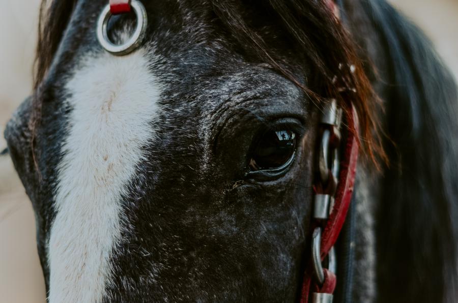 Jump afbeelding voor Liefdevol beteugelen